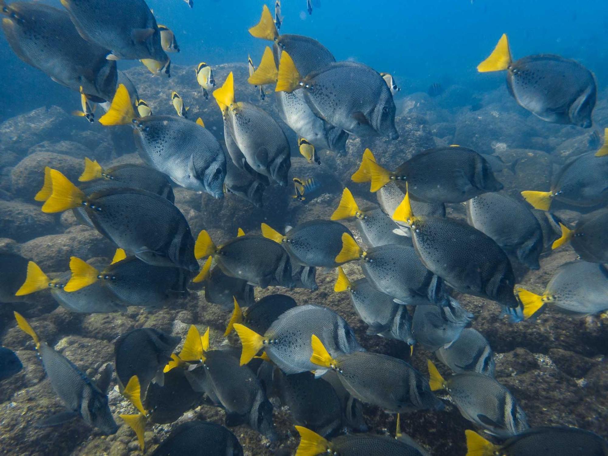 Hotel Sealion Dive Center Topolobampo Zewnętrze zdjęcie